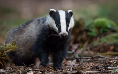 Badger Website